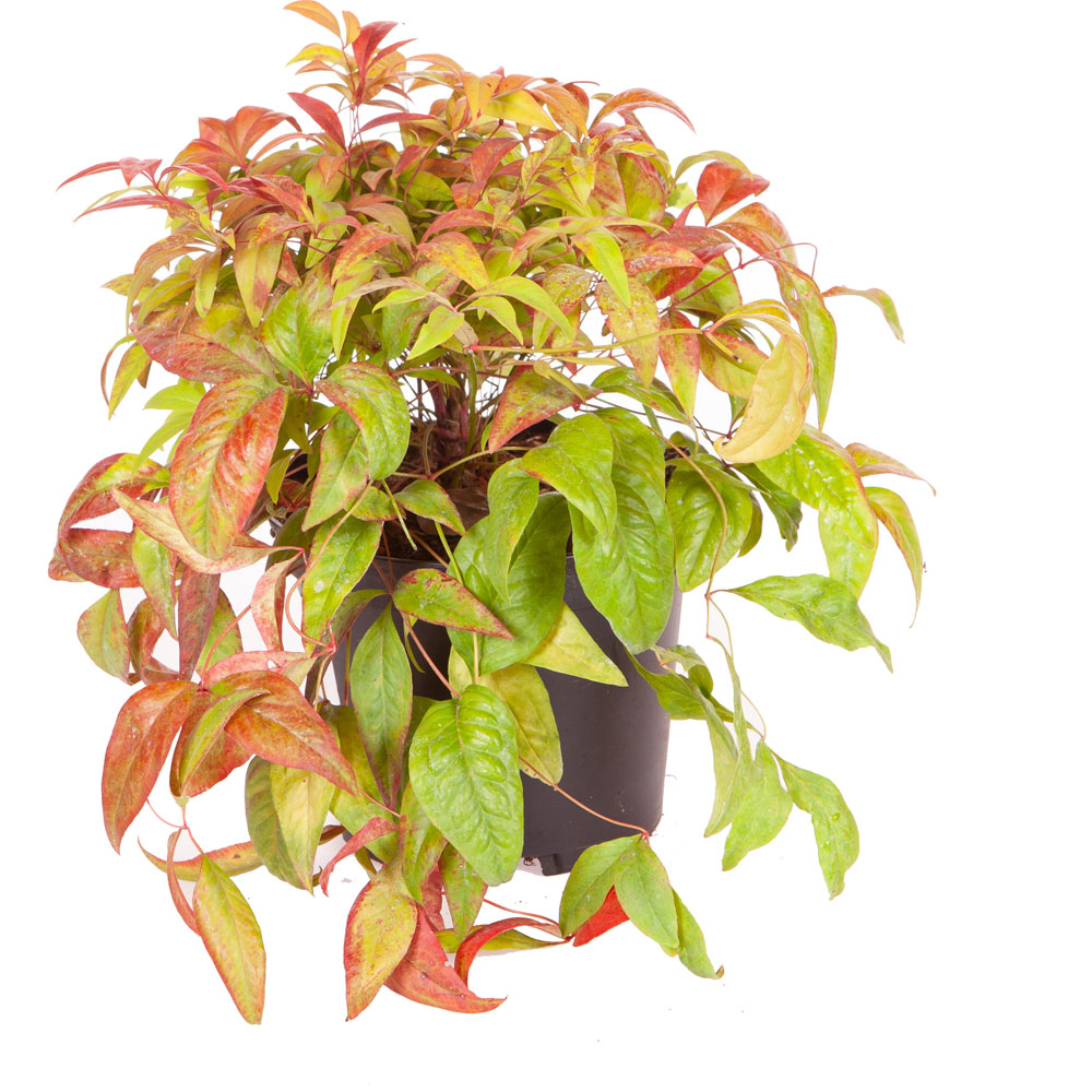 YouGarden Nandina Fire Power 2L Pot Image 5