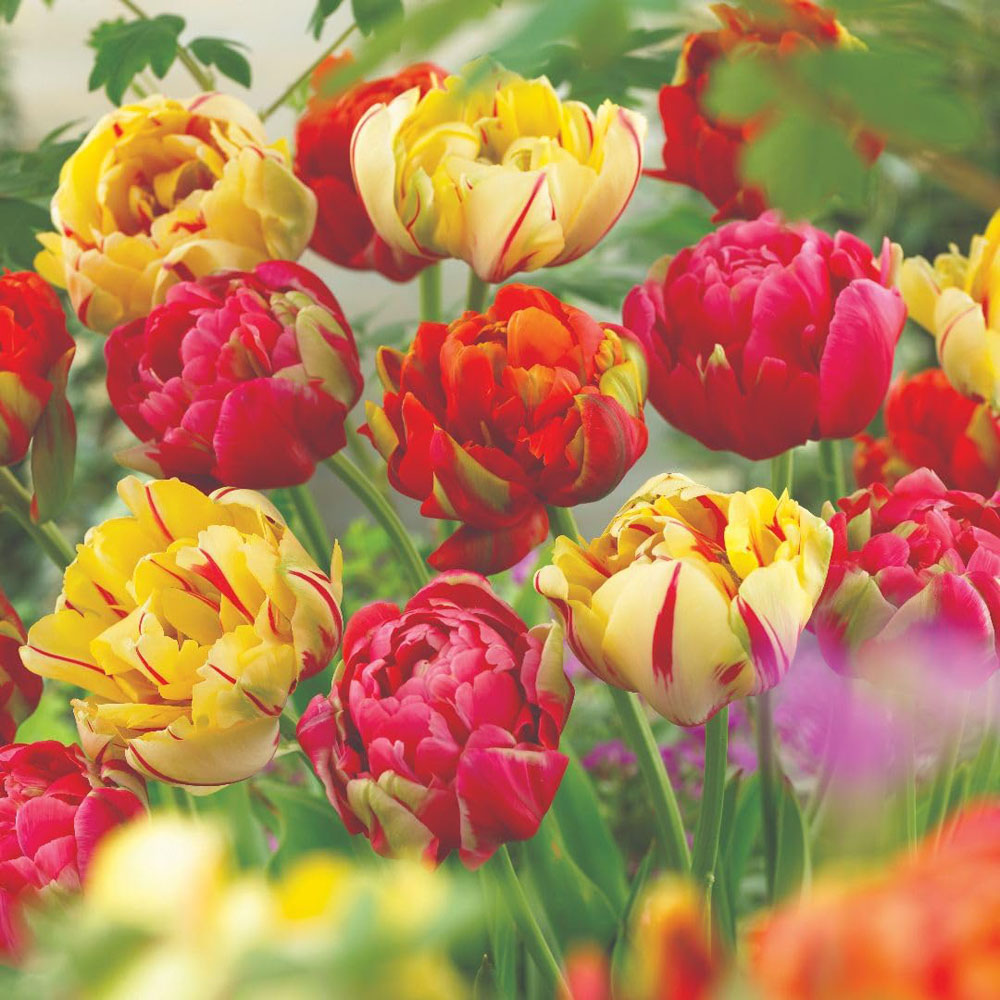 Thompson and Morgan Tulip Colour Carnival Mixed Planting Bulb 8 Pack Image 3