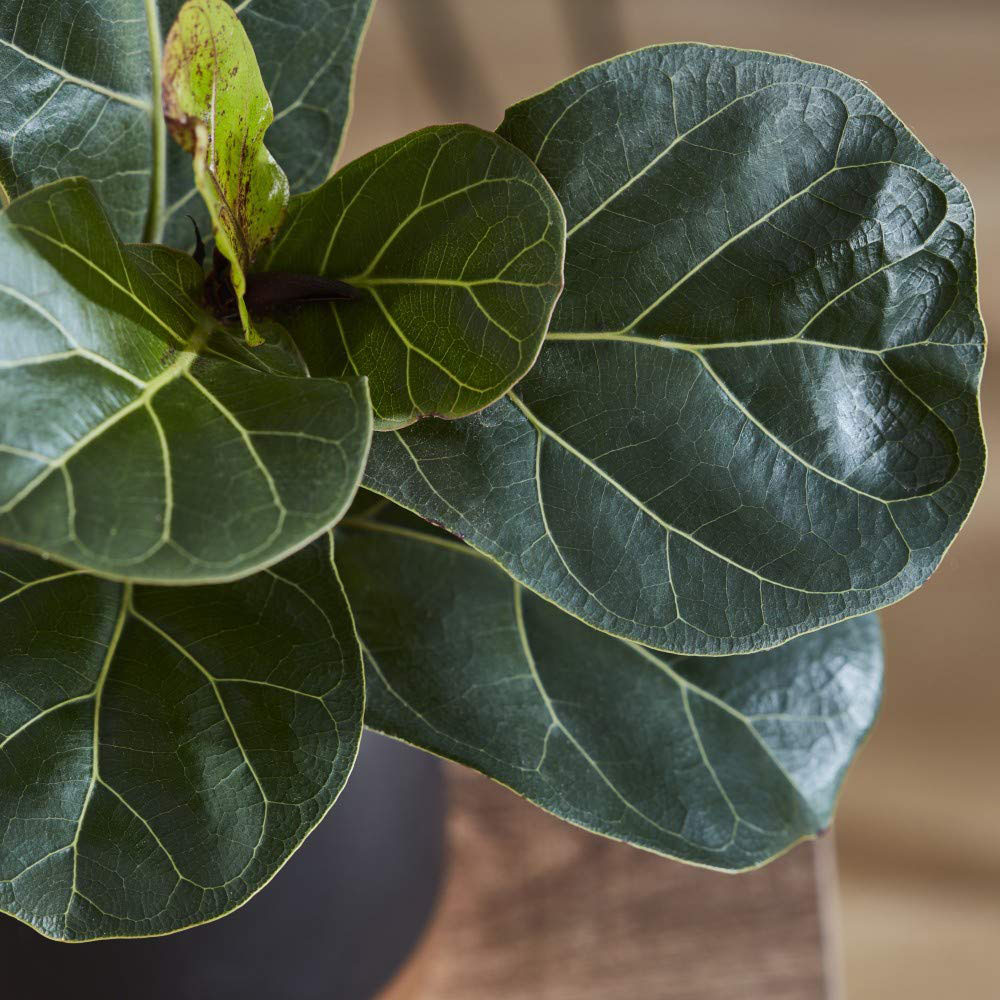 Thompson and Morgan Ficus Lyrata Compacta Fiddle Leaf Fig Plant Pot 9cm 3 Pack Image 6