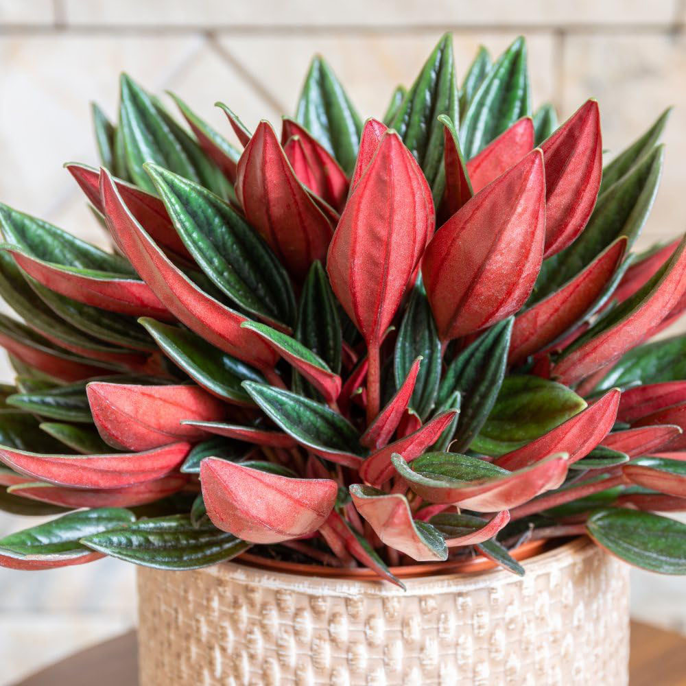 Thompson and Morgan Peperomia Caperata Rosso Plant Pot 10.5cm Image 1