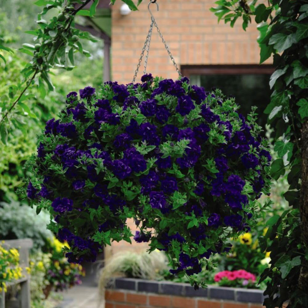 Thompson and Morgan Petunia Tumbelina Frills and Spills Belinda Postiplugs 10 Pack Image 3