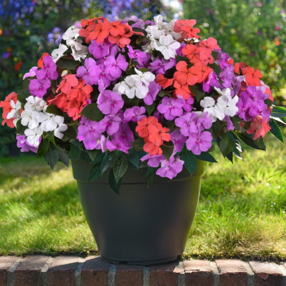 Thompson and Morgan Impatiens Busy Lizzie Pearl Island Garden Ready Plant 15 Pack Image 2