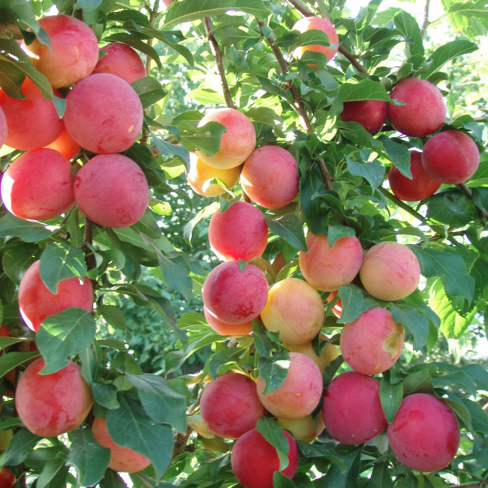 Thompson and Morgan Wonder Tree Plum Victoria Plant in Pot 24cm Image 8