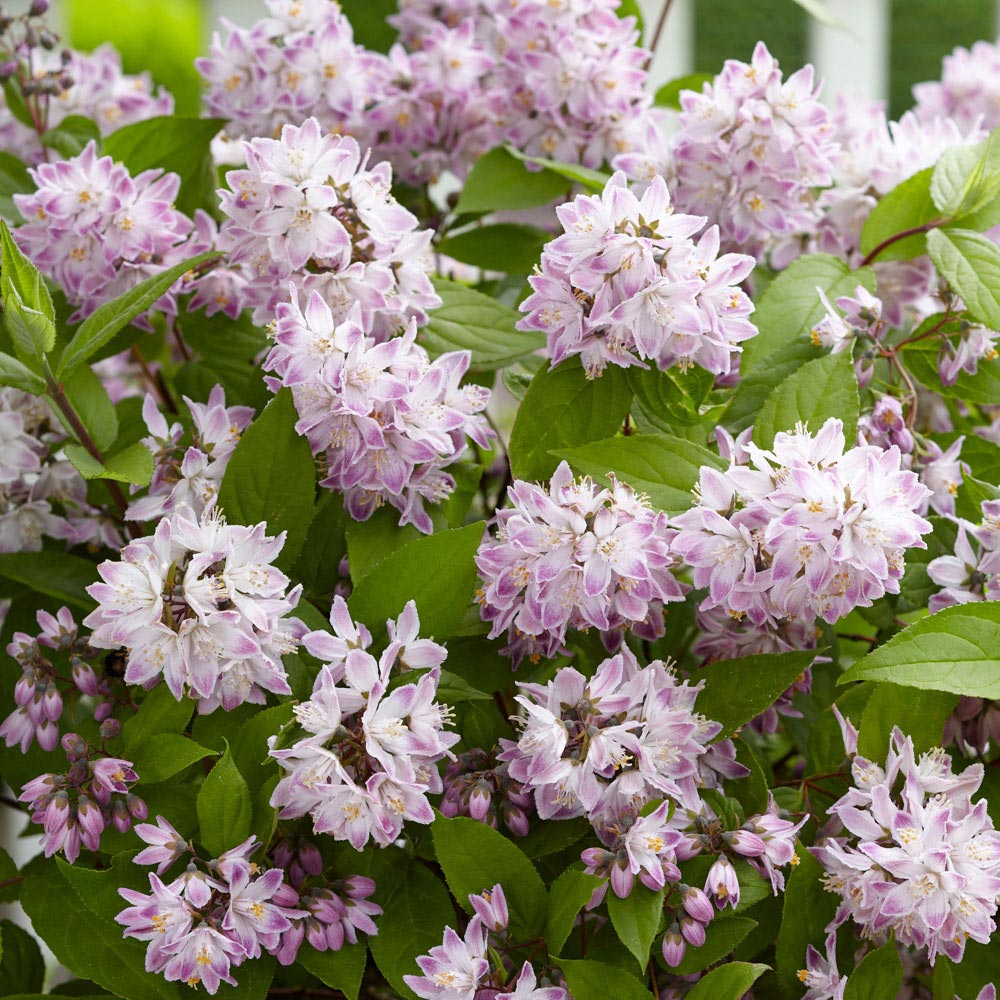 YouGarden Deutzia Raspberry Sundae Image 3