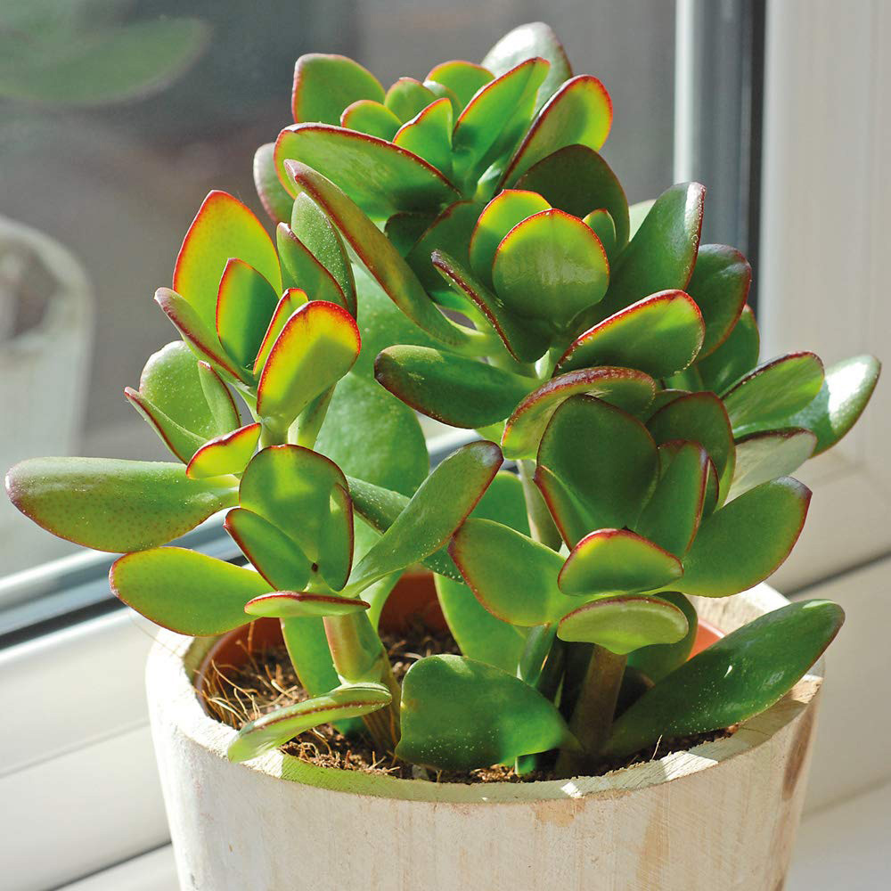 Thompson and Morgan Crassula Ovata Potted Plant 12cm 3 Pack Image 1