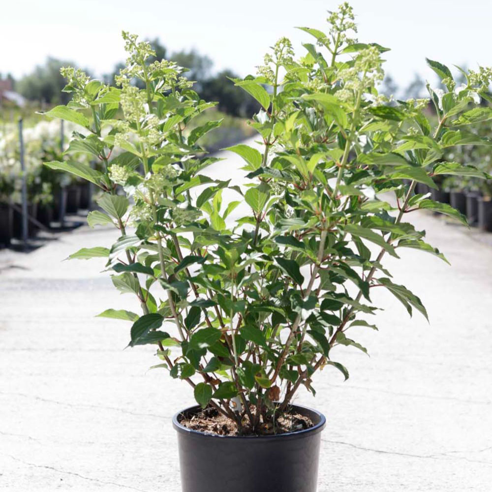 Thompson and Morgan Hydrangea Diamant Rouge Plant Pot 12L Image 2