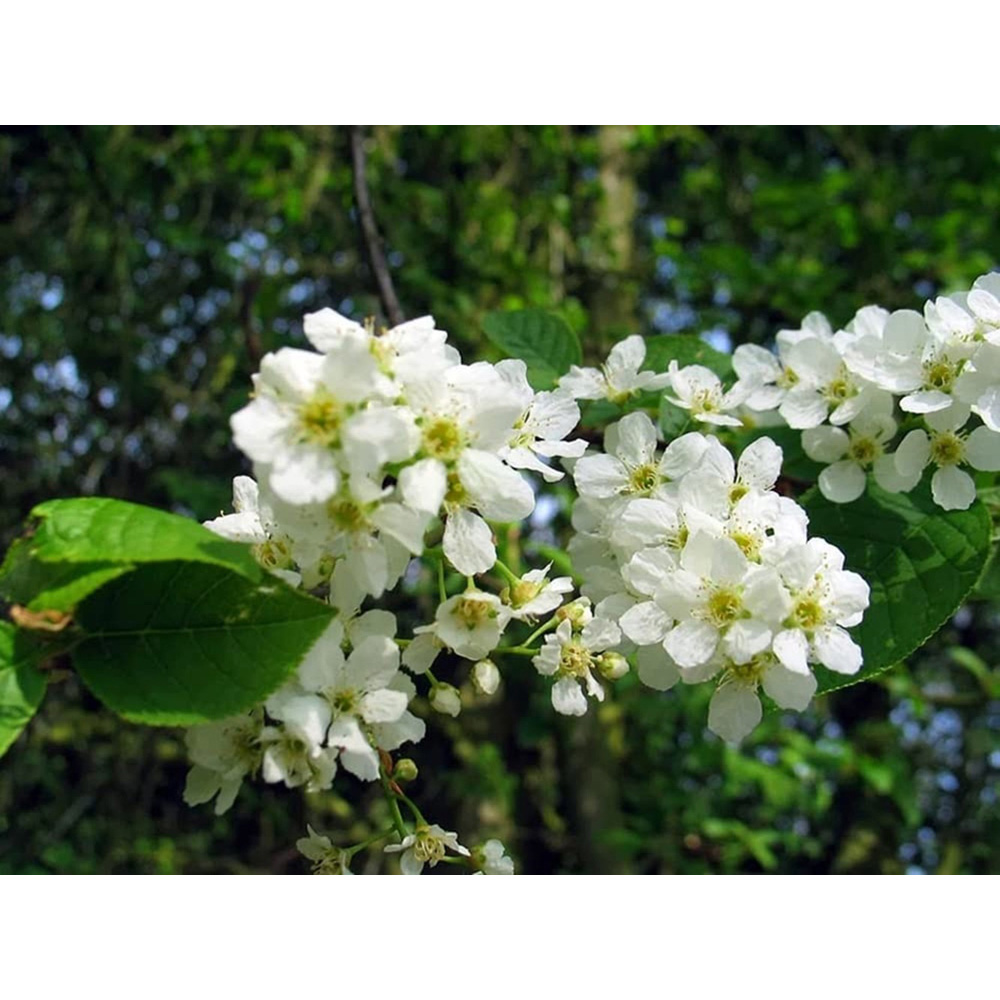 Inspirational Gifting Bird Cherry Bare Root Hedge Plant Sapling 3-4ft 20 Pack Image 4