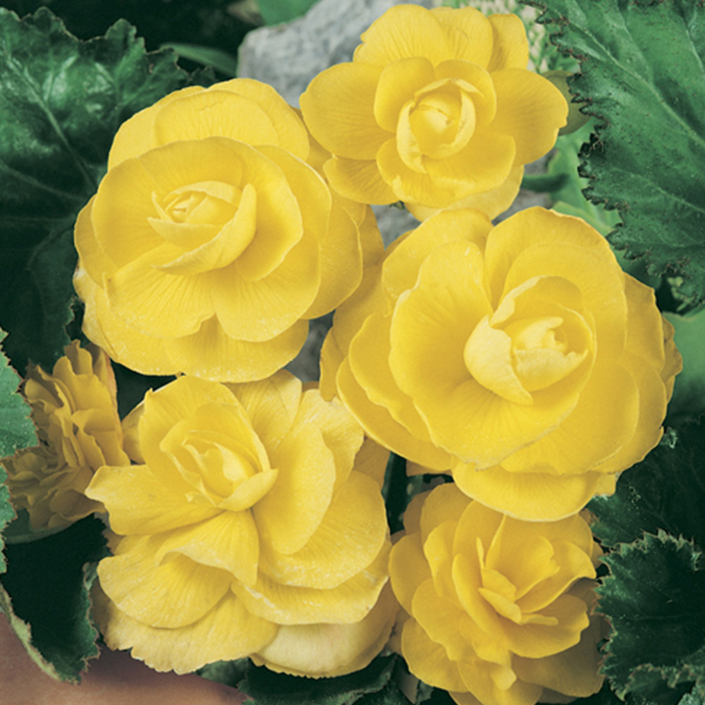 YouGarden Begonia Non Stop Mix Plug Plant 18 Pack Image 5