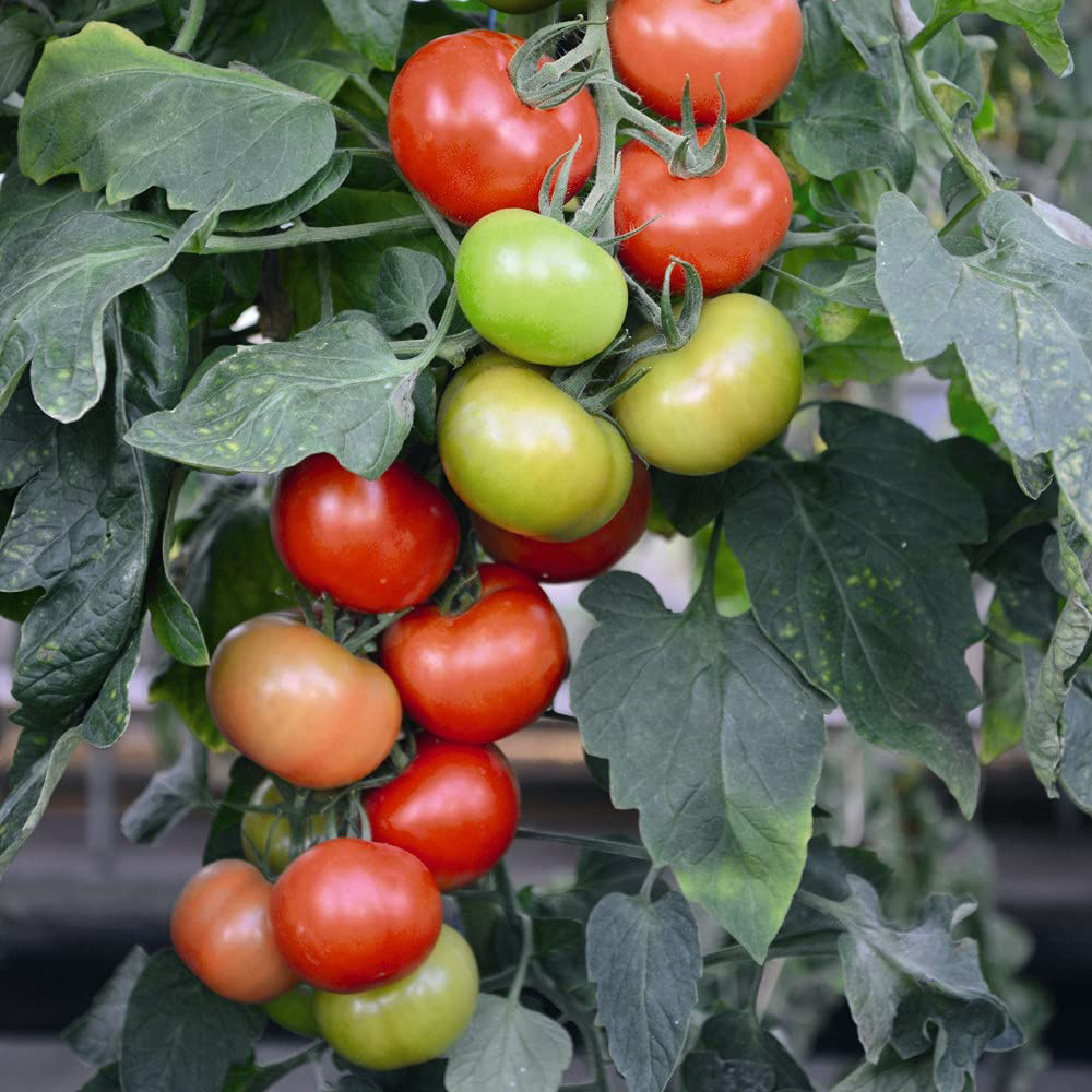 Thompson and Morgan Tomato Grafted Crimson Crush Plant Pot 9cm 2 Pack Image 4