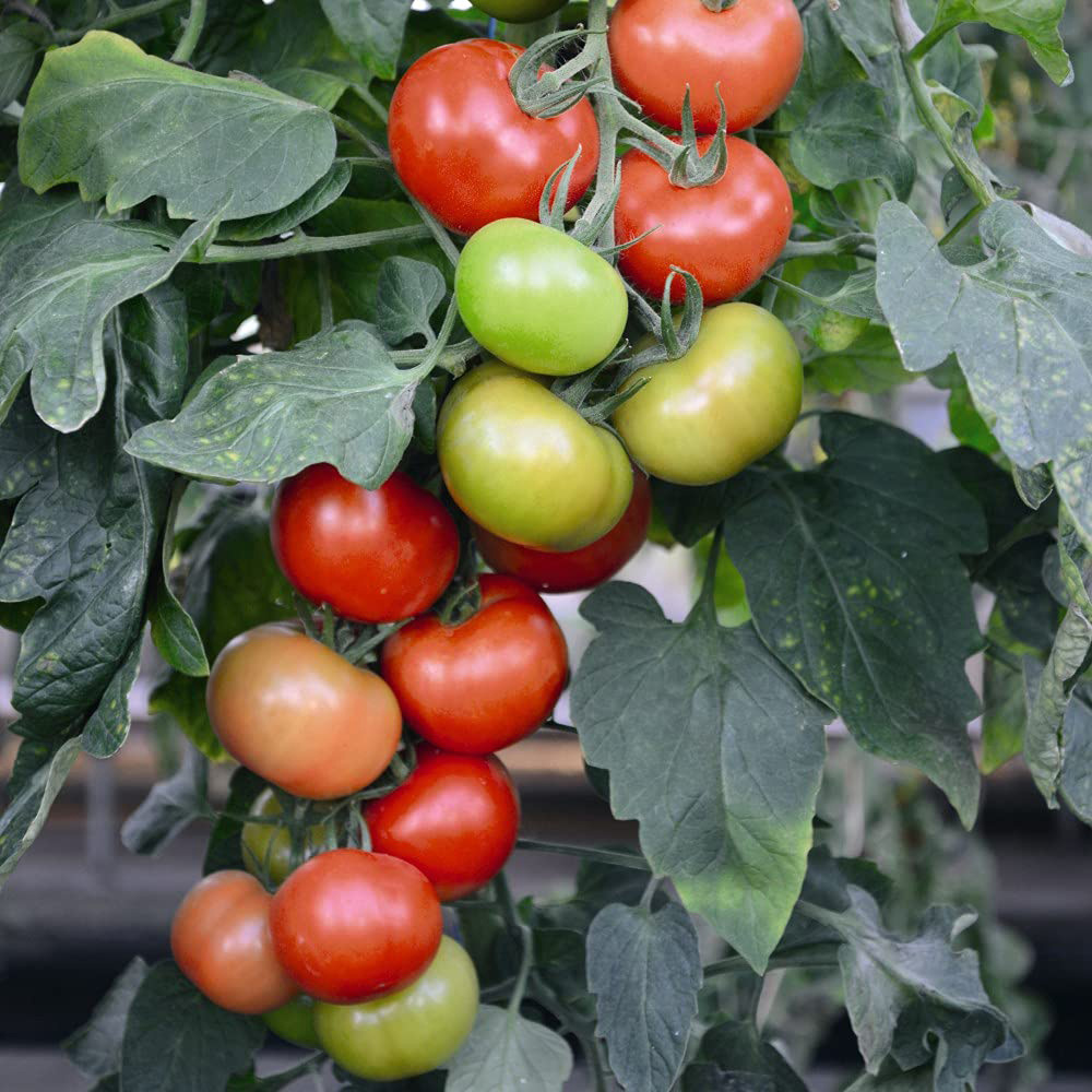 Thompson and Morgan Tomato Grafted Crimson Collection Plant Pot 10cm 12 Pack Image 7