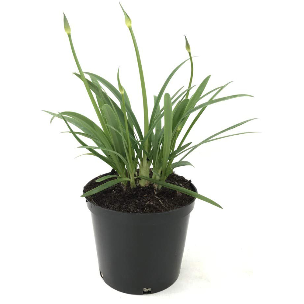 Thompson and Morgan Agapanthus Brilliant Blue Plant Pot 3L 2 Pack Image 2