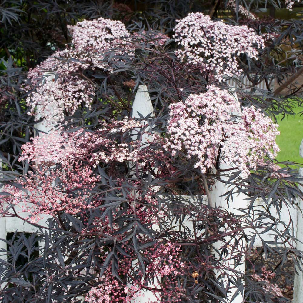 YouGarden Sambucus Nigra Black Lace Pot 2L Image 1