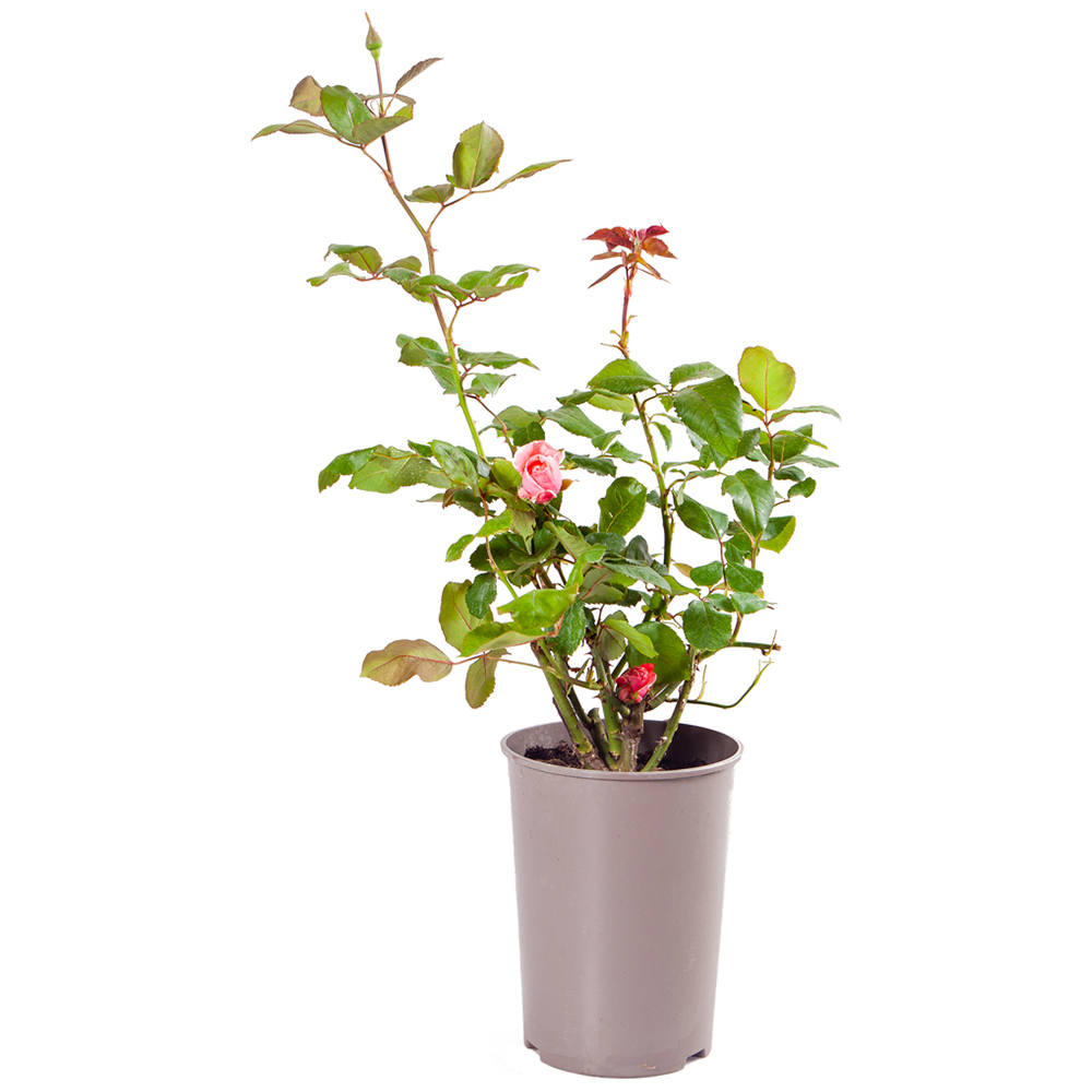 YouGarden Queen Elizabeth Rose Image 3