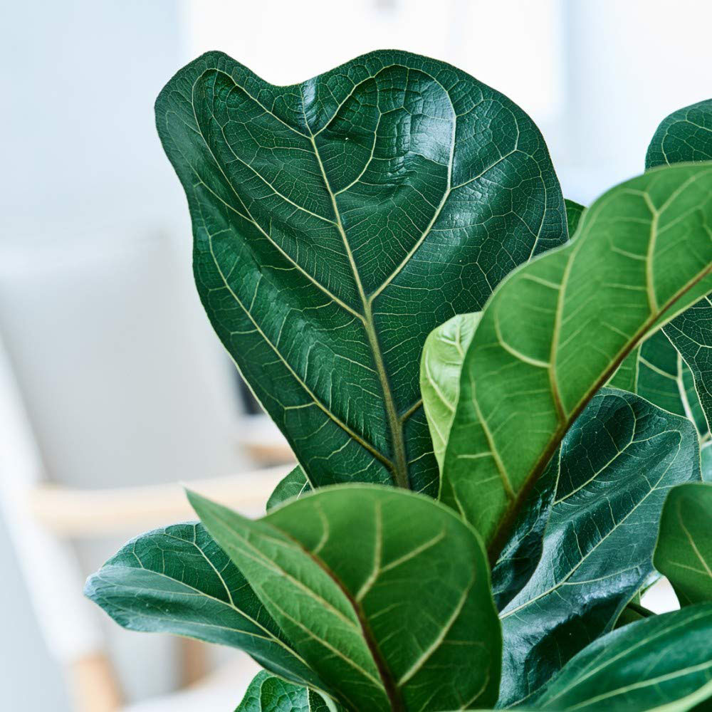 Thompson and Morgan Ficus Lyrata Compacta Fiddle Leaf Fig Plant Pot 9cm 2 Pack Image 4