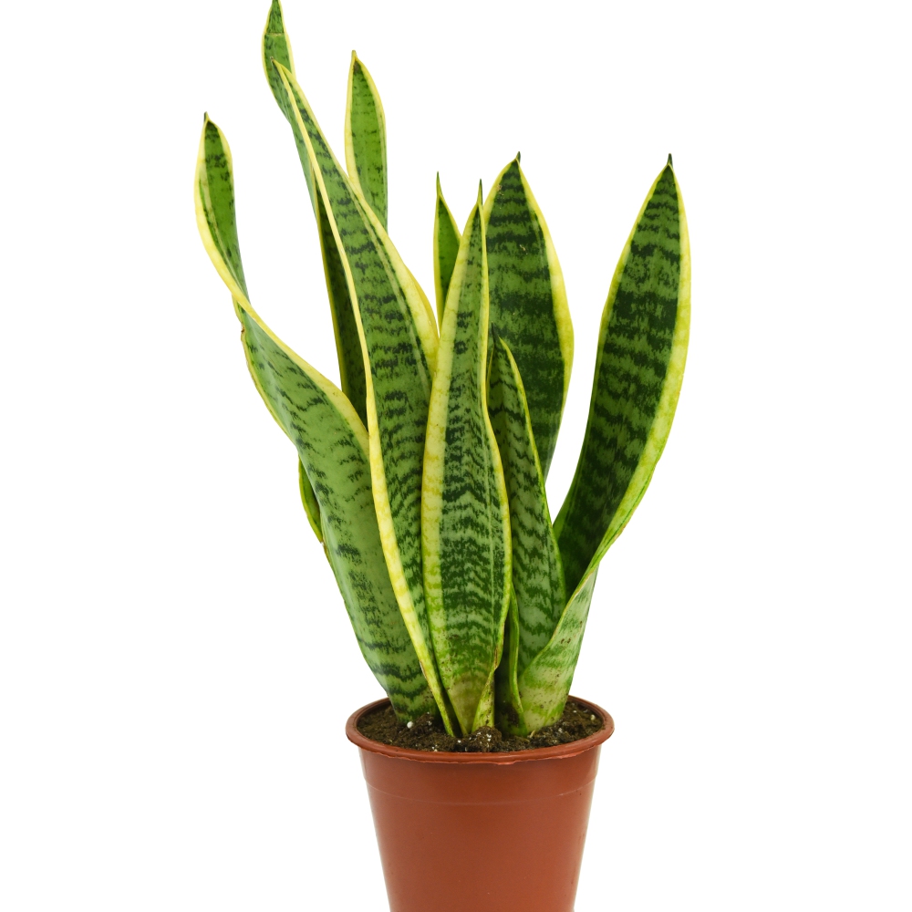 Thompson and Morgan Sansevieria Var. Laurentii Plant Pot and Incredifeed Compost 19cm Image 4