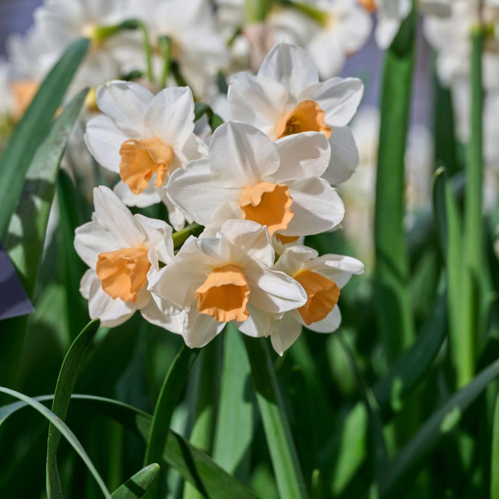 Thompson and Morgan Narcissus Kapiti Peach Bulbs 10 Pack Image 2