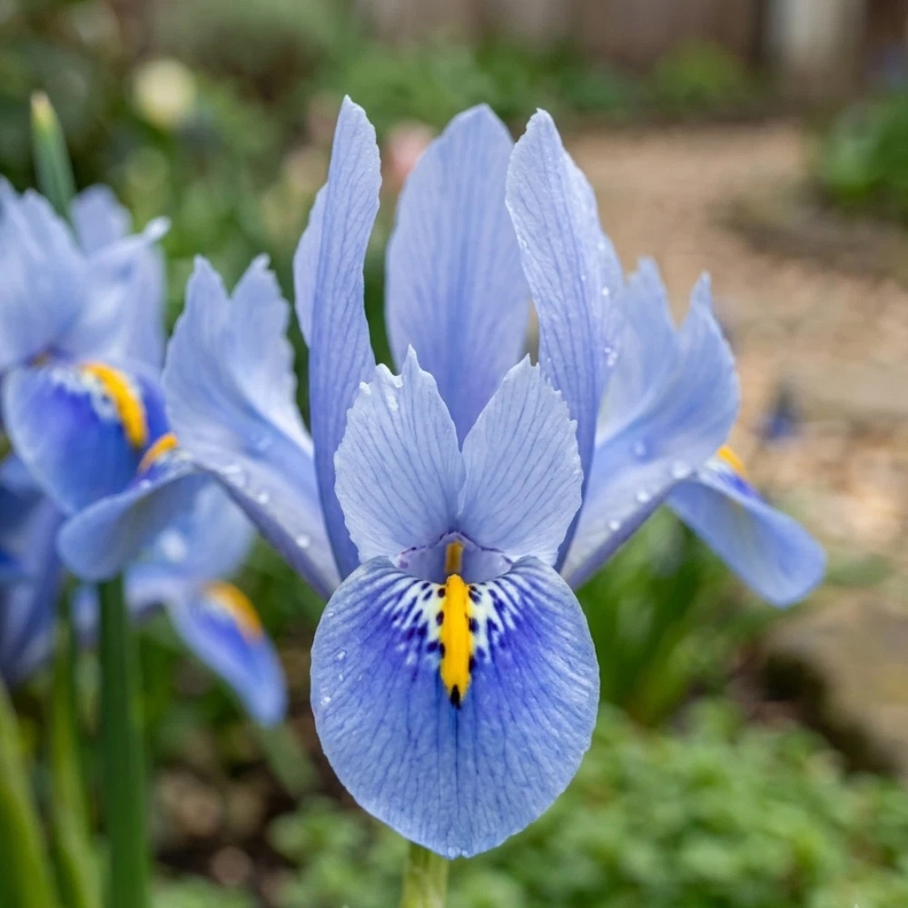 Thompson and Morgan Iris Reticulata Alida Autumn Planting Bulb 40 Pack Image 3