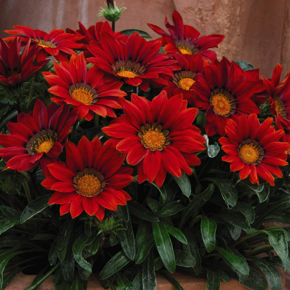Thompson and Morgan Gazania Daybreak Red Shades Garden Ready Plant 15 Pack Image 4