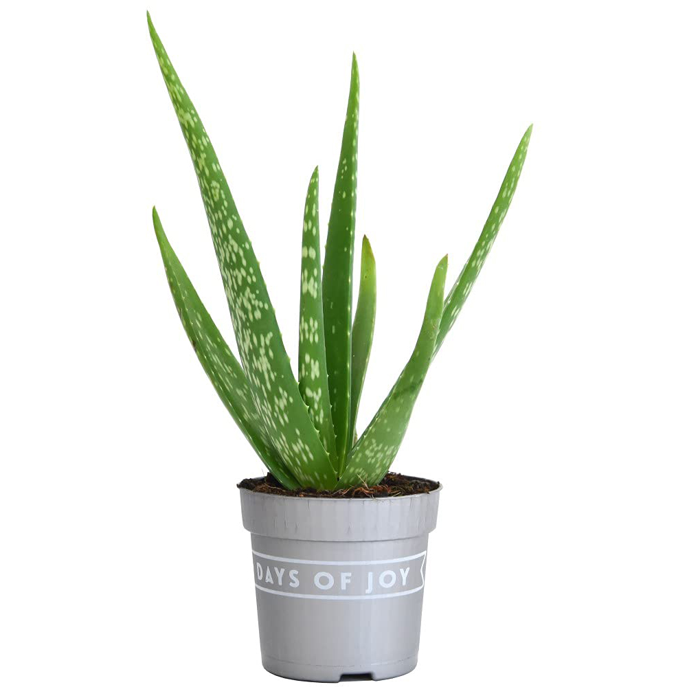 Thompson & Morgan Aloe Vera Potted Plant 2 Pack Image 7