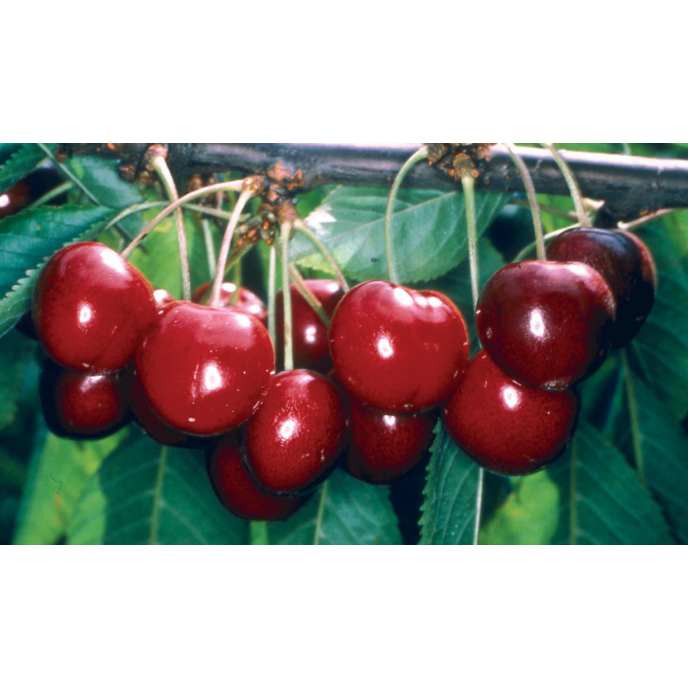 Frank P Matthews Trees Cherry Prunus Stella Colt Maiden Tree Image 2