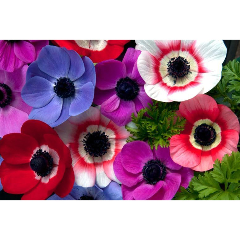 Thompson and Morgan Summer Flowering Bulbs 200 Pack Image 4