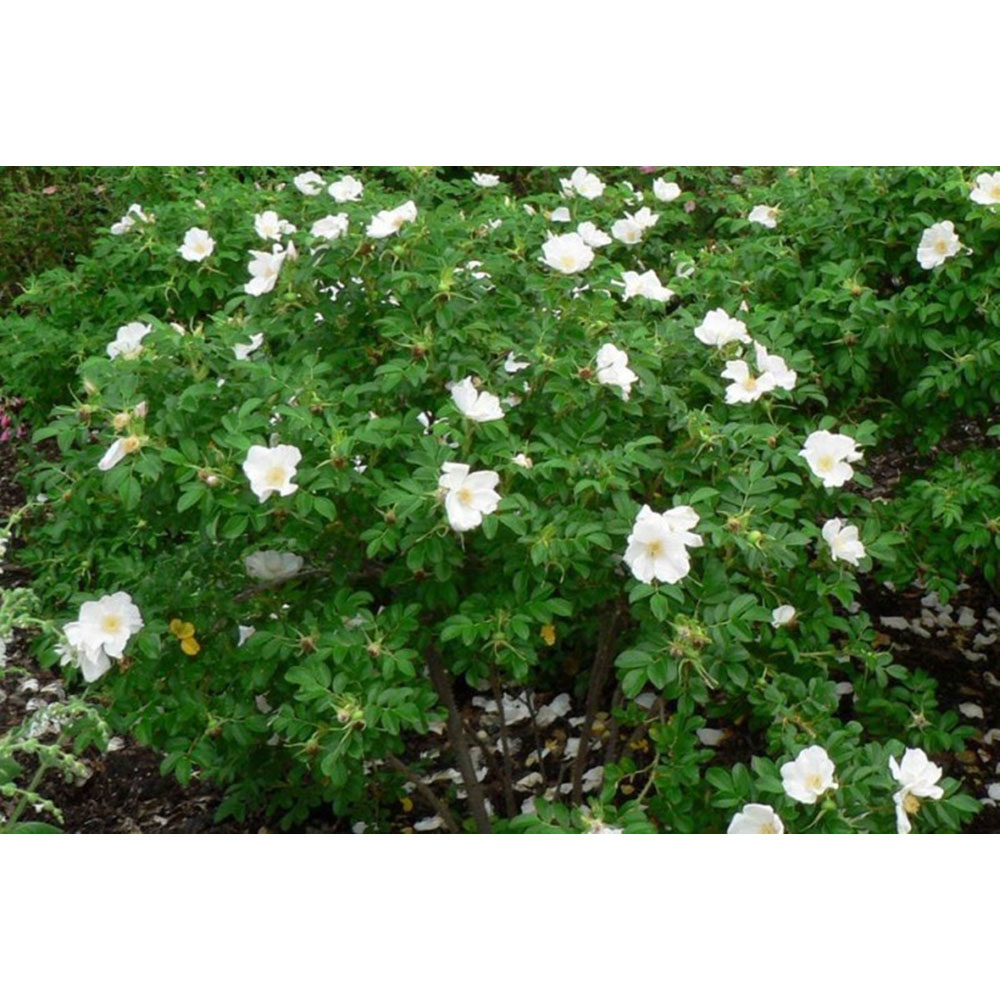 Inspirational Gifting White Hedging Rose Bare Root Hedge Plant Saplings 1-2ft 20 Pack Image 4