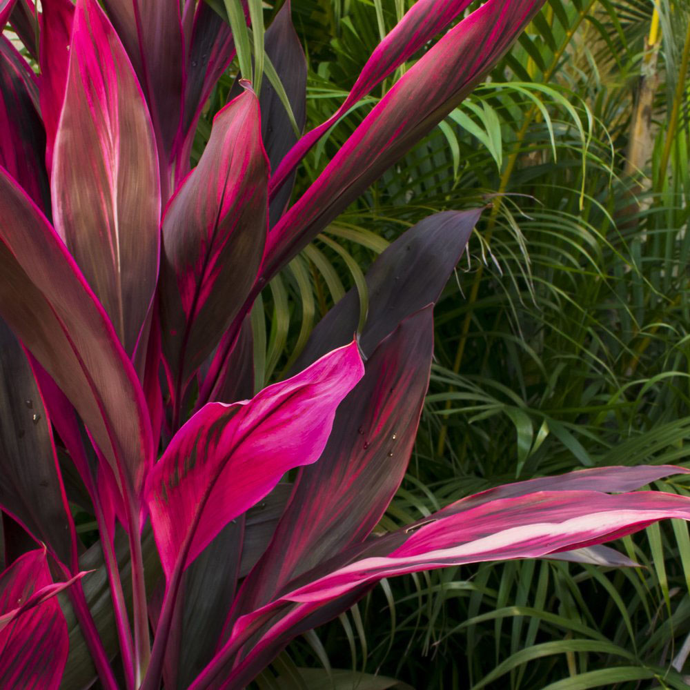 Thompson & Morgan Cordyline Tango Potted Plant 12cm Image 2