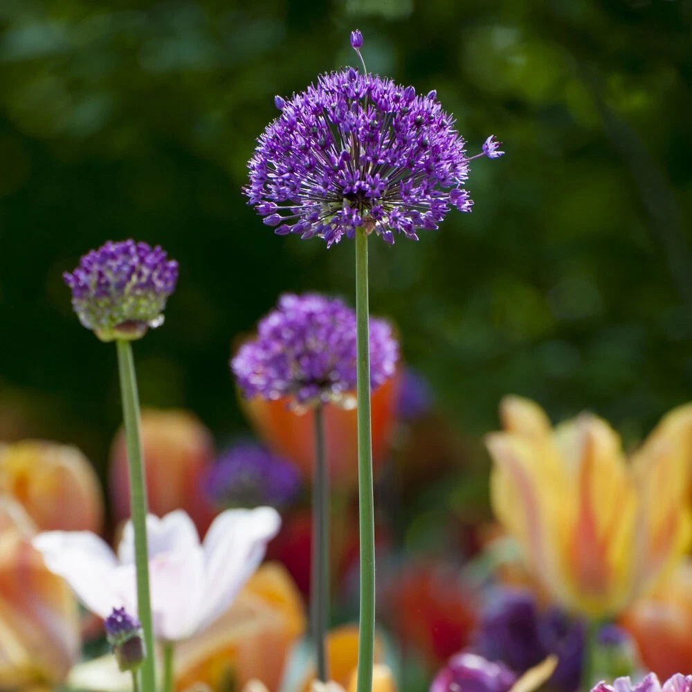 Thompson and Morgan Allium Purple Sensation Planting Bulb 8 Pack Image 6