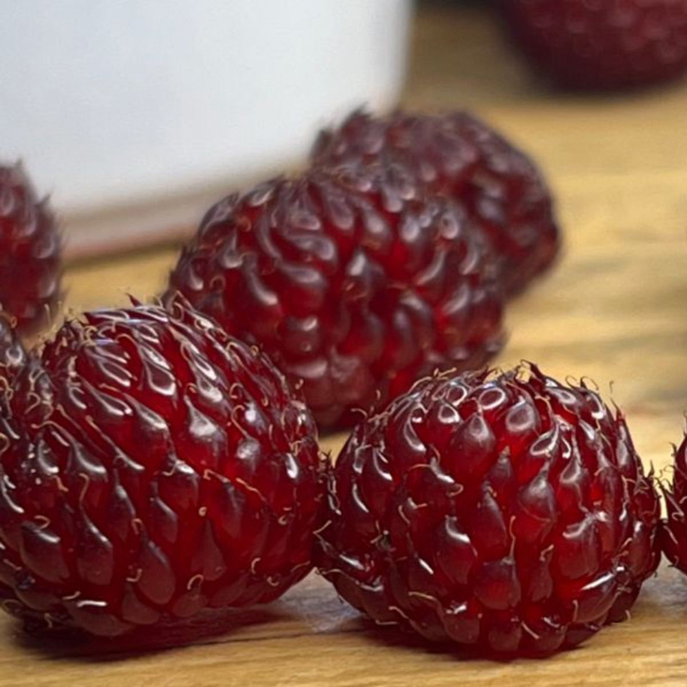 Thompson & Morgan Rubus Raspberry Tree Hararasp Standard Potted Plant Image 4