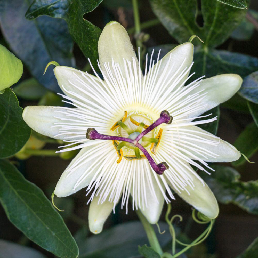 Thompson and Morgan Passiflora Passion Flower Tricolour Plant Pot 12cm 2 Pack Image 4