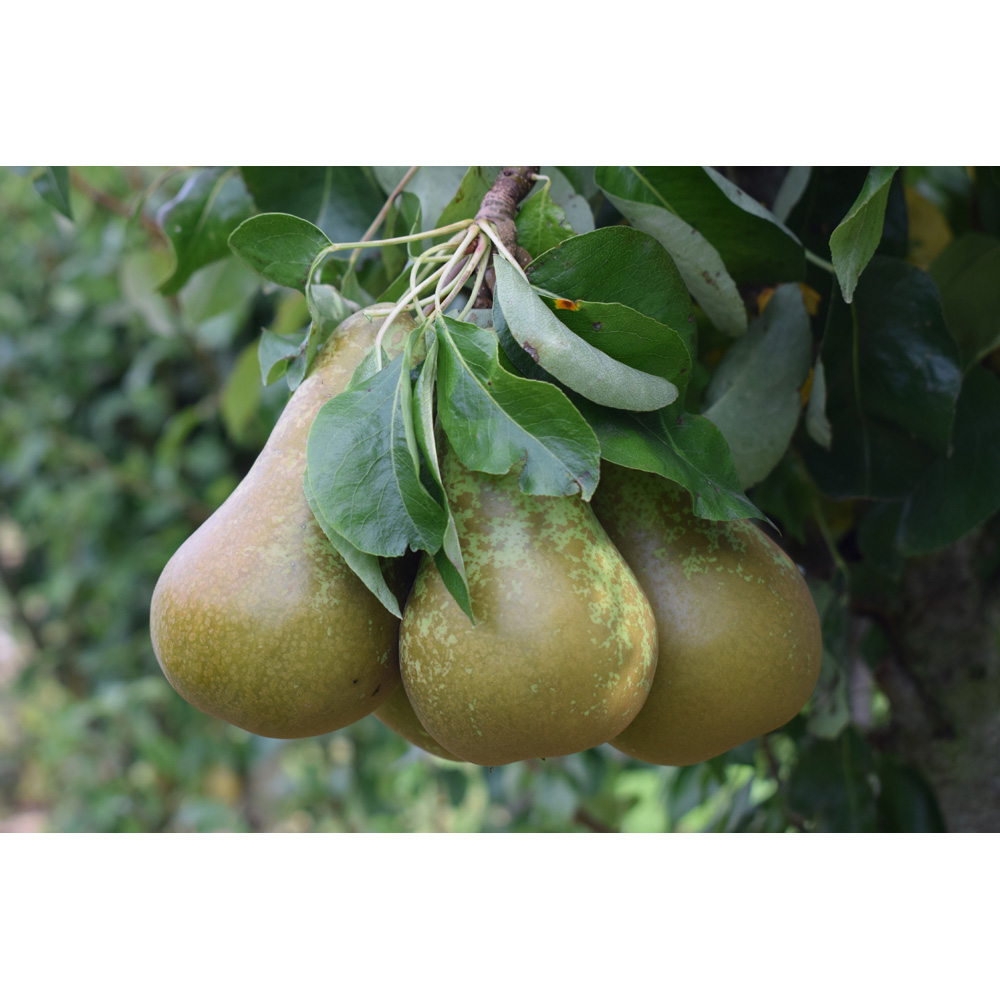 Frank P Matthews Trees Pear Pyrus Conference Quince A Bush Tree in Pot 12L Image 2