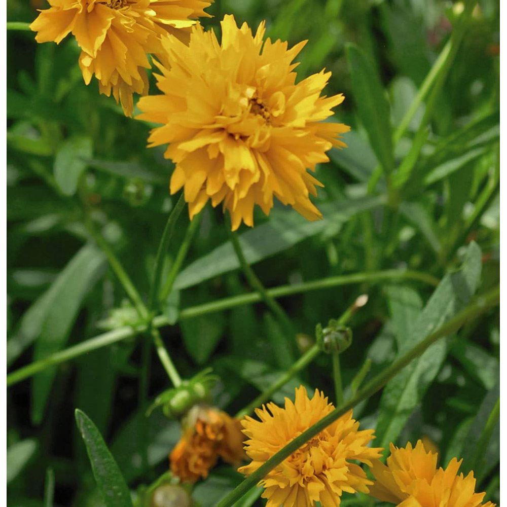 Thompson and Morgan Coreopsis Golden Joy Plug 6 Pack Image 4