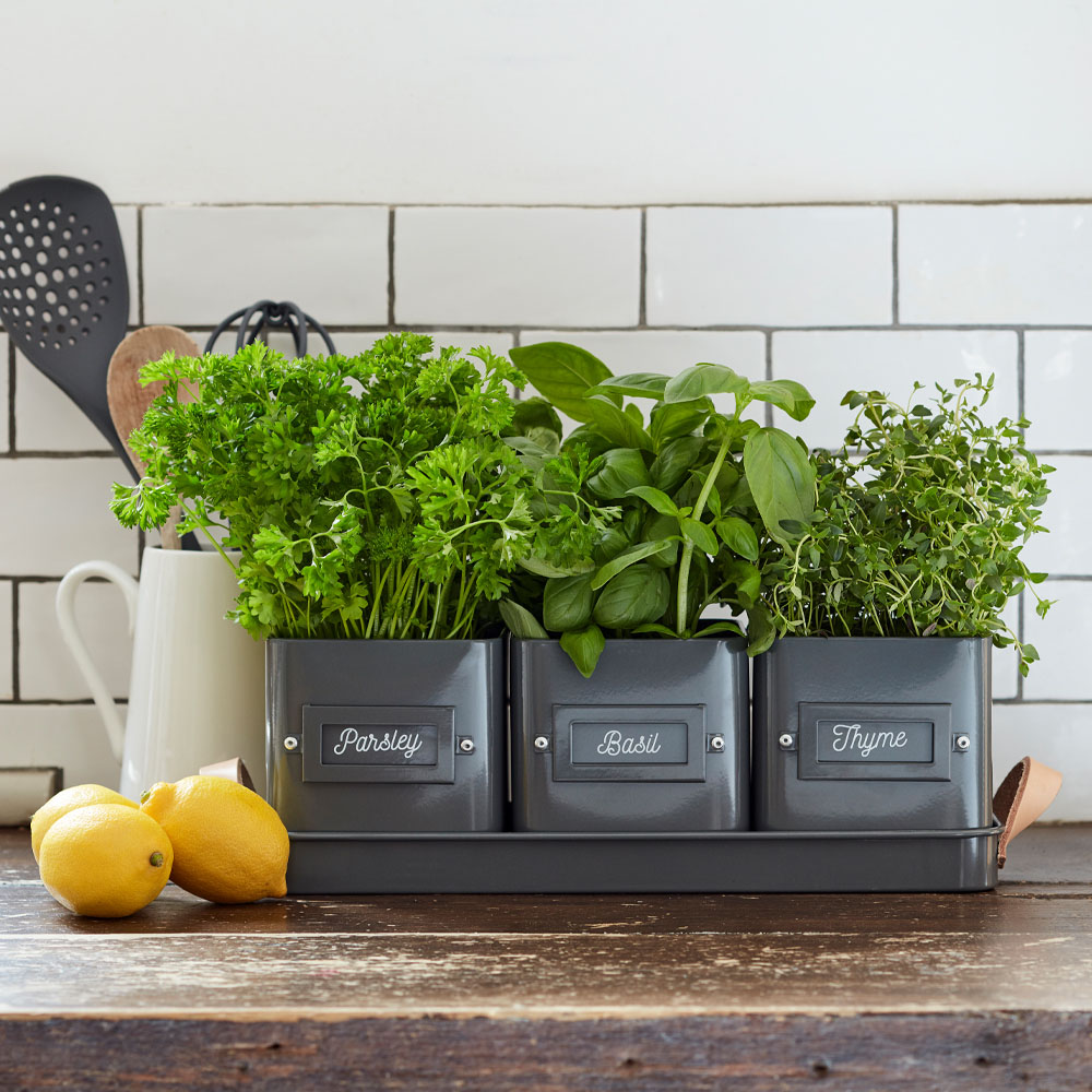 Burgon and Ball 3 Charcoal Herb Pot in Leather-Handled Tray Image 2