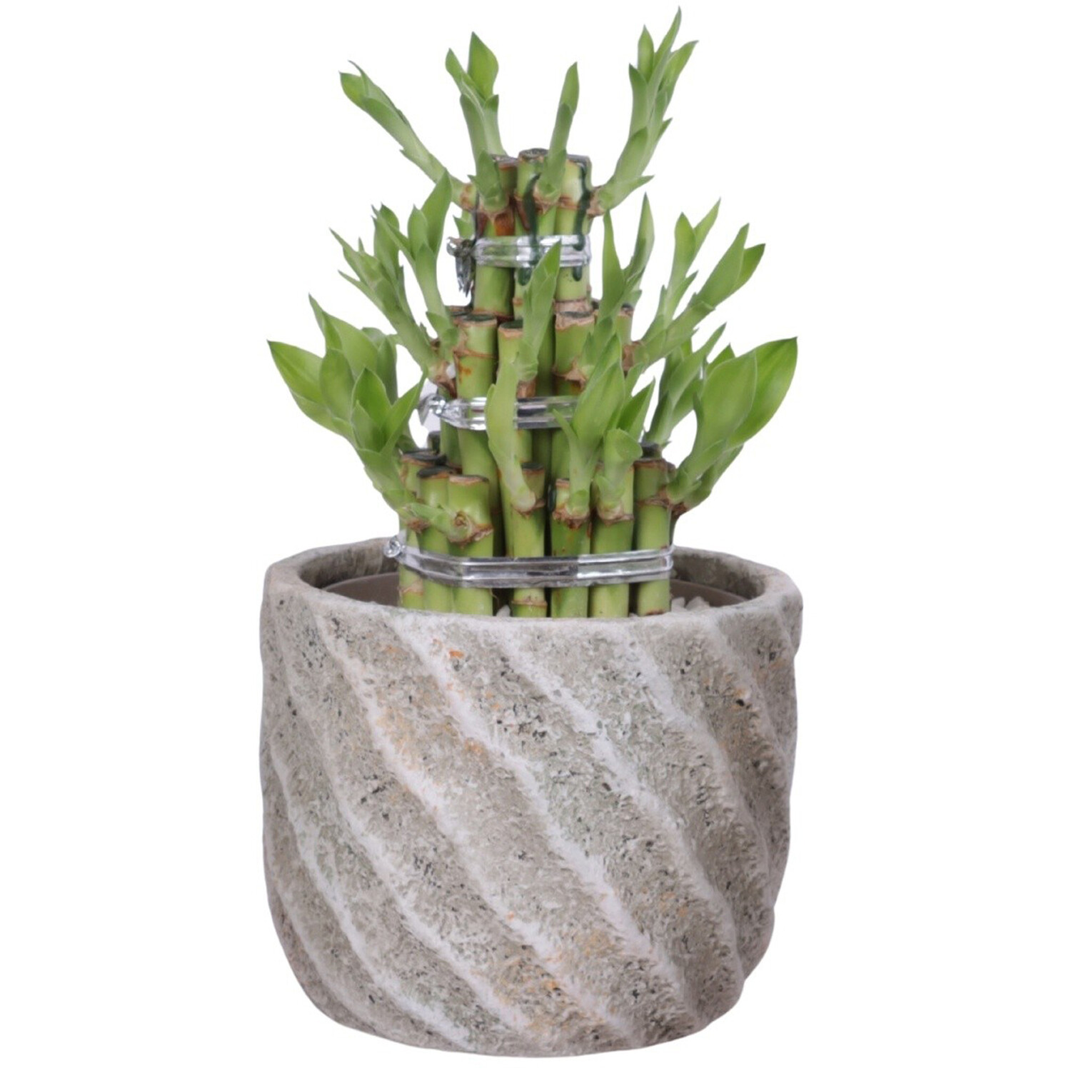 Specialist Houseplant Mix Image 2