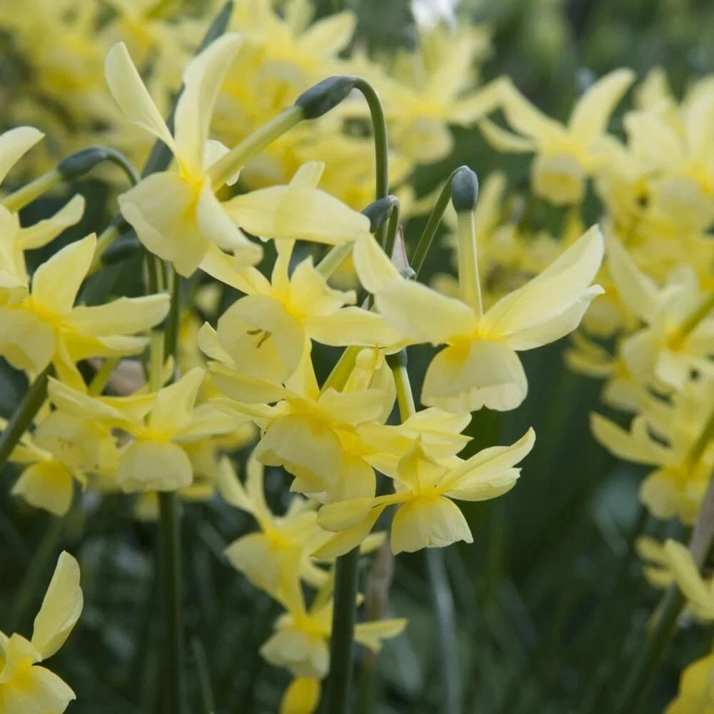 Thompson and Morgan Daffodil Hawera Planting Bulb 32 Pack Image 5