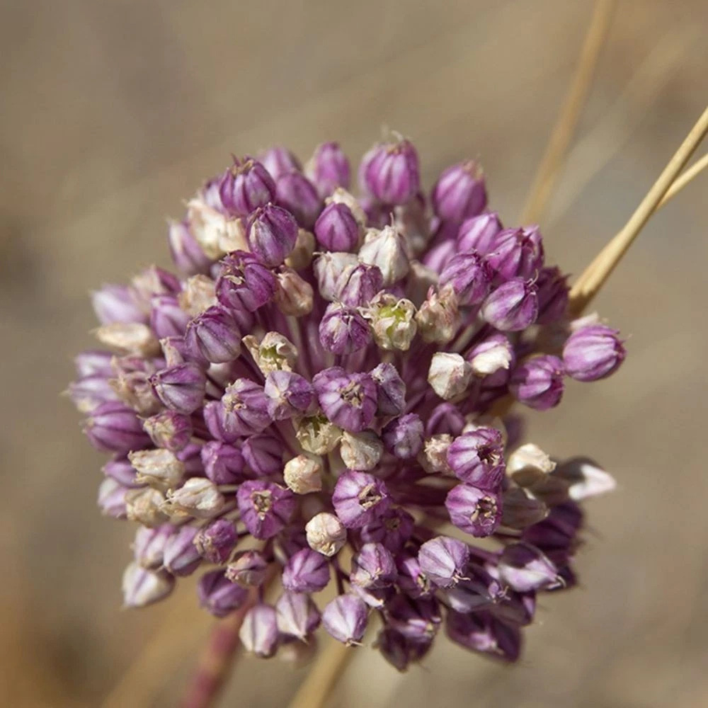 Thompson and Morgan Allium Collection Planting Bulb 200 Pack Image 3