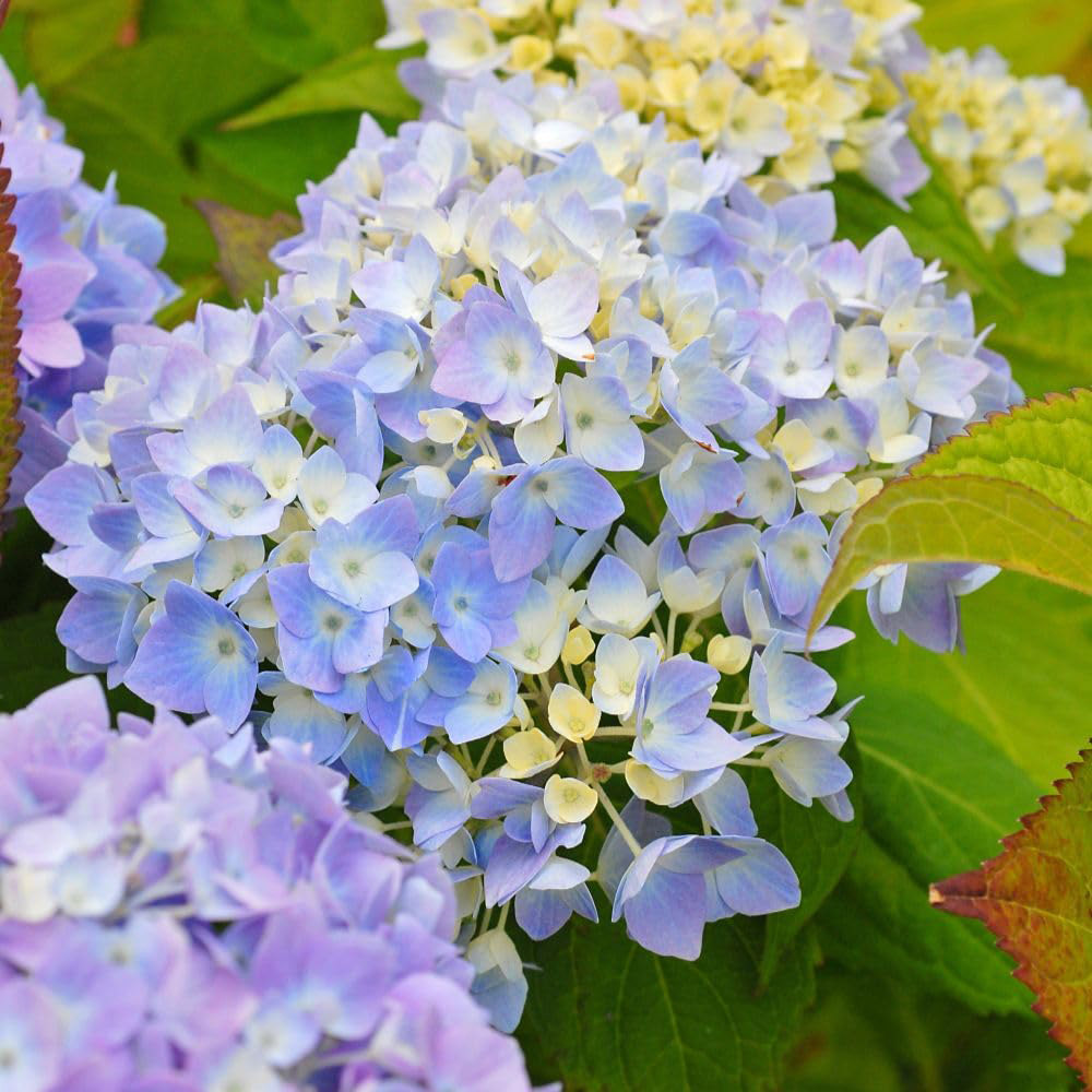 Thompson and Morgan Hydrangea Macrophylla Endless Summer The Original Plant in Pot 35L Pot Image 3