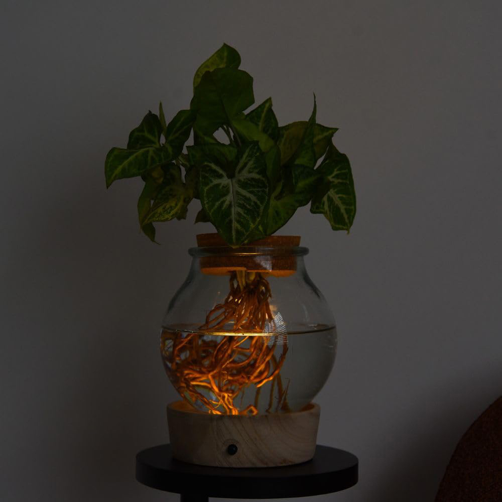 Thompson and Morgan Syngonium Arrow Plant in Glass Vase with Light Up Base Image 3