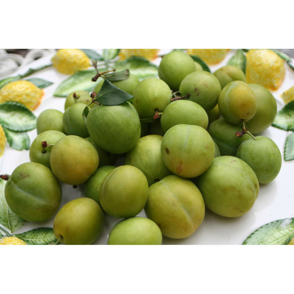 Frank P Matthews Trees Gage Prunus Old Greengage St. Julien A Bush Tree in Pot 12L Image 2