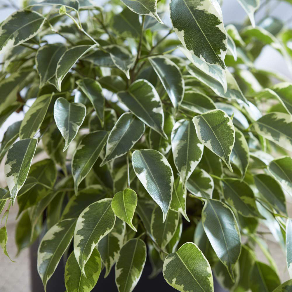 Thompson & Morgan Ficus Benjamina Variegated Weeping Fig Potted Plant 12cm Image 3