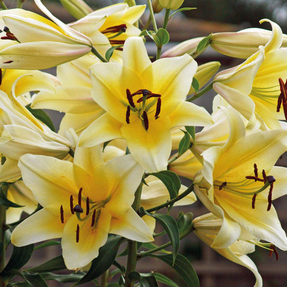 Thompson and Morgan Tree Lily Collection Planting Bulb 9 Pack Image 2