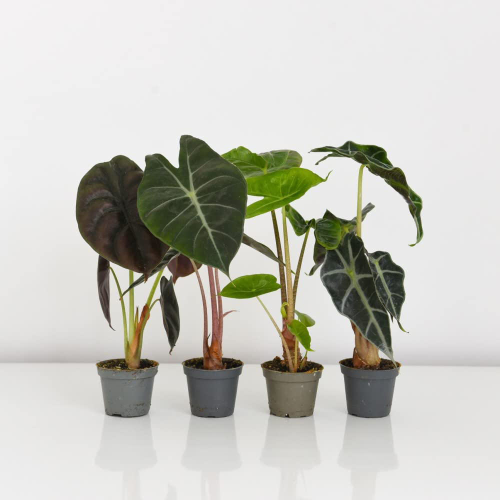 Thompson & Morgan Alocasia Cuprea Potted Plant 6 Pack Image 2