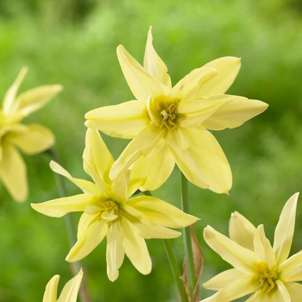 Thompson and Morgan Narcissus Viridi Double Autumn Planting Bulb 16 Pack Image 3