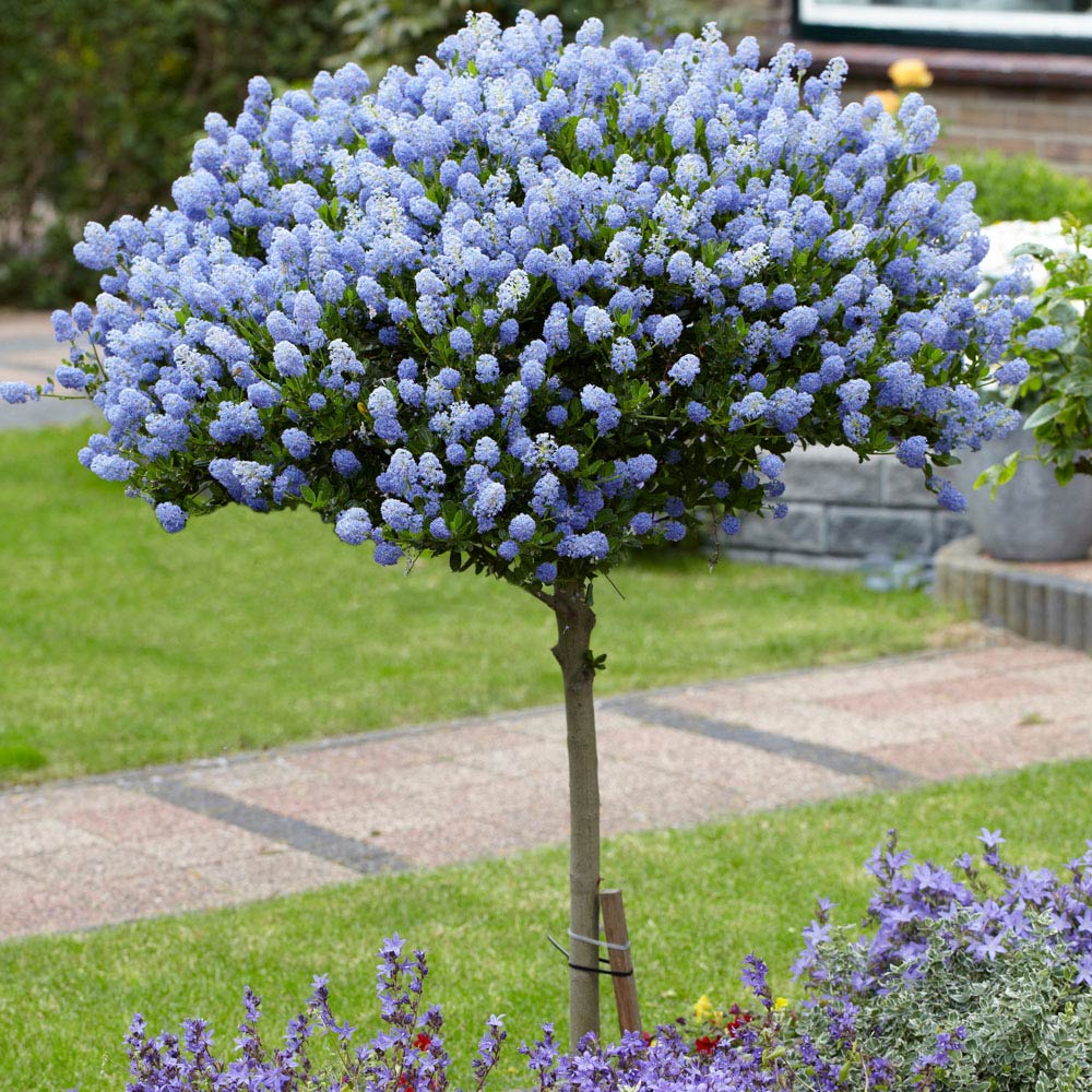YouGarden Ceanothus Standard Californian Lilac Tree 80cm Image 1