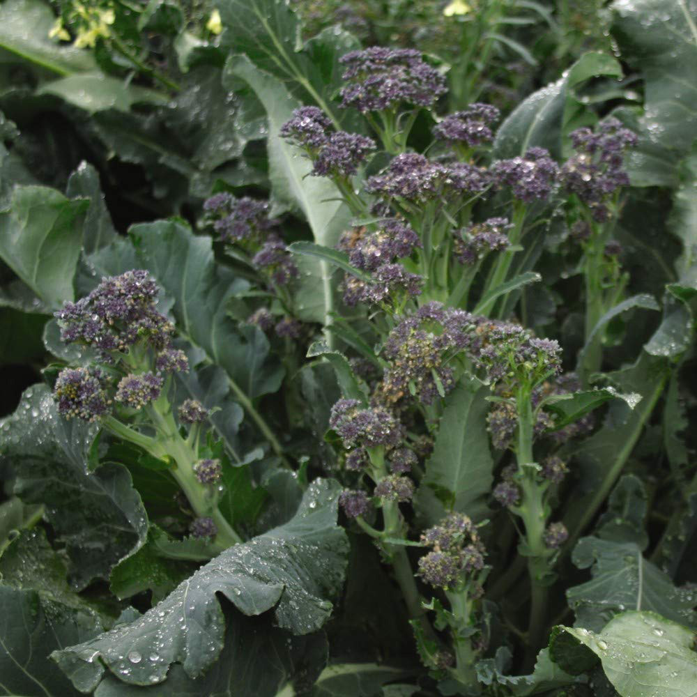 Thompson and Morgan Broccoli TZ 7035 Purple Sprouting Seeds Image 2