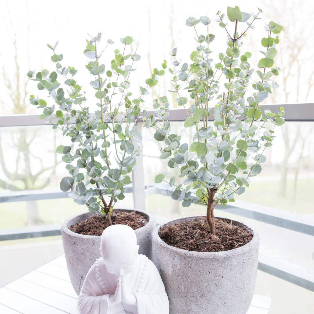 Thompson and Morgan Eucalyptus Gunnii Azura Plant Pot 15cm Image 2