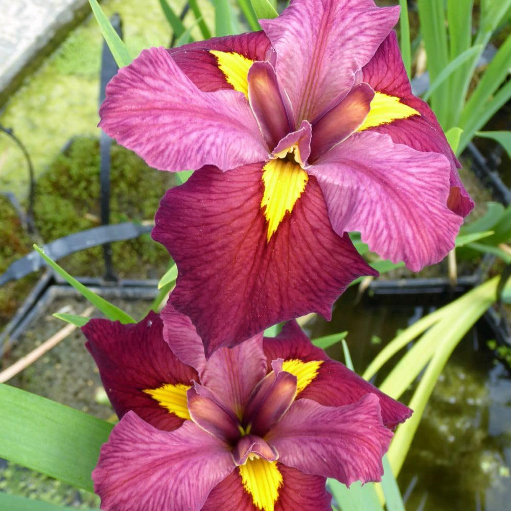 Thompson and Morgan Iris Louisiana Ann Chowning Plant Pot 9cm 3 Pack Image 2