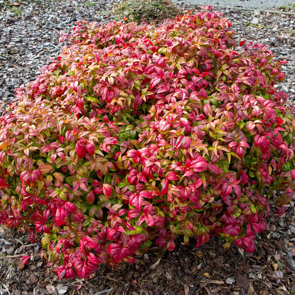 YouGarden Nandina Fire Power 2L Pot Image 1