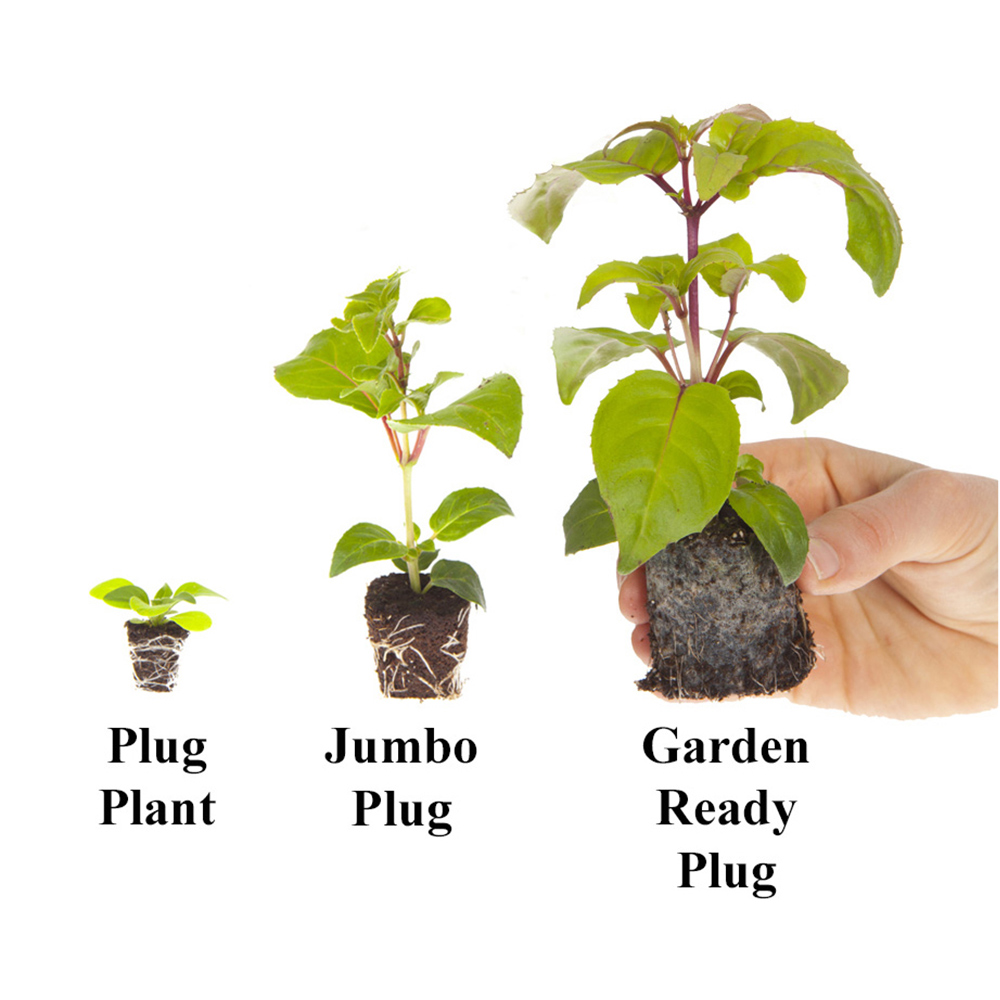 YouGarden Tumbelina Ruffles Collection Plug Plant 18 Pack Image 5