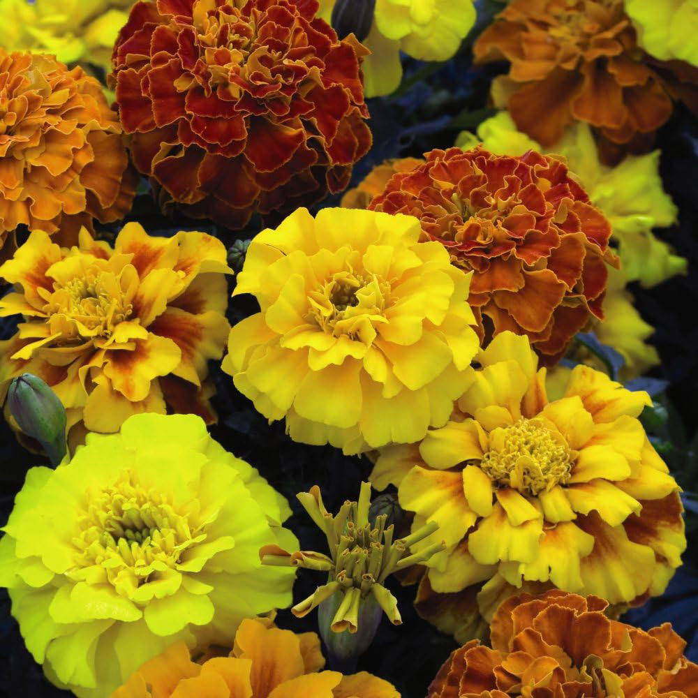 Thompson and Morgan Garden Ready Bedding Collection Garden Ready Plant 120 Pack Image 2